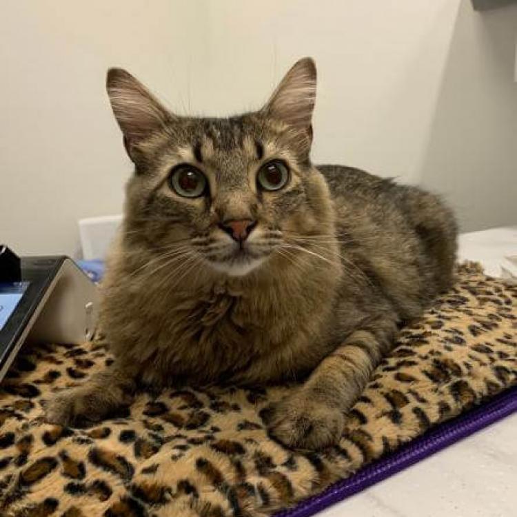 Cat Care Center Baton Rouge, LA